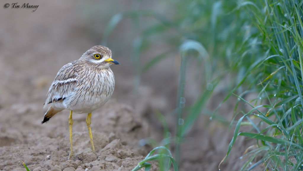 Stone Curlew 2012_2